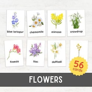 56 KWIATÓW Karty Flash | Rośliny Wiosna Aktywność Nomenklatura Angielskie słownictwo Nauka 3 Część | Biologia dla dzieci Montessori Inspirowane