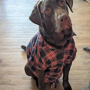 May include: A chocolate brown Labrador Retriever dog wearing a red and blue plaid shirt. The dog is sitting on a wooden floor and looking up.
