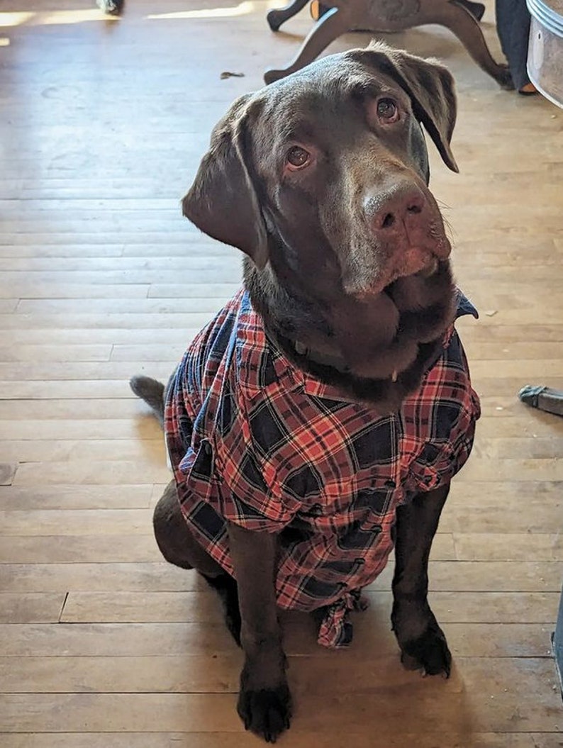 May include: A chocolate brown Labrador Retriever dog wearing a red and blue plaid shirt. The dog is sitting on a wooden floor and looking up.