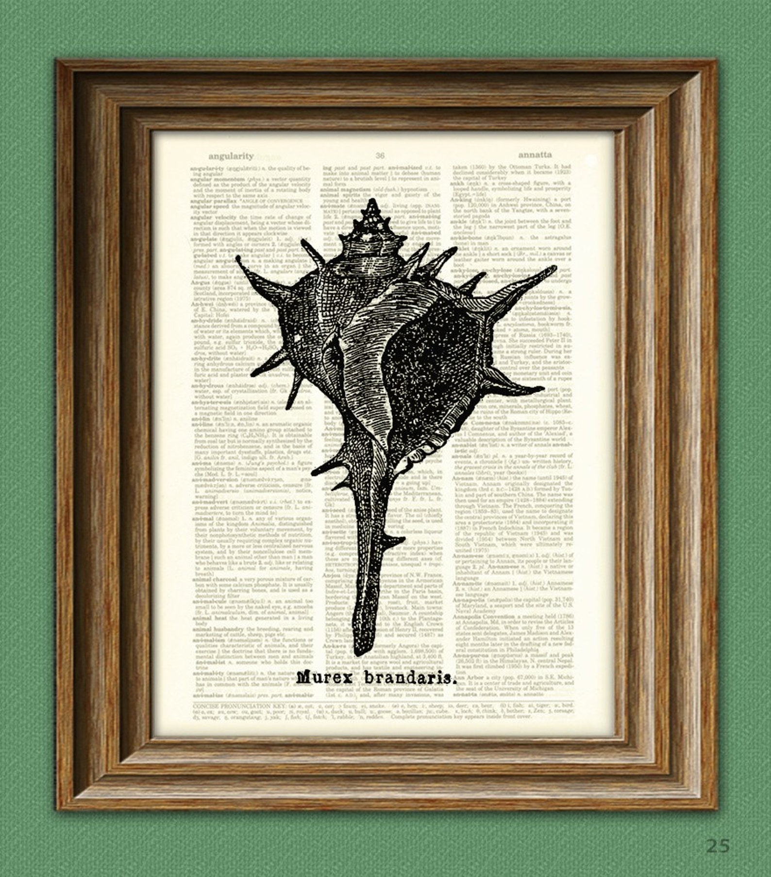 SPINY CONCH Shell Art Print Beautifully Upcycled Dictionary | Etsy