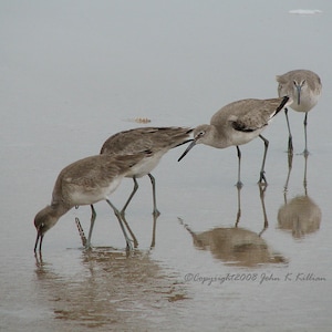 Op de afbeelding: Vier bruine en grijze strandvogels staan op een zandstrand met een grijze, bewolkte lucht op de achtergrond. De vogels kijken allemaal in dezelfde richting, met hun kop naar beneden en hun snavel in het zand. De vogels staan allemaal op een zandstrand met een grijze, bewolkte lucht op de achtergrond.
