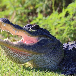 American Alligator with a pink smile