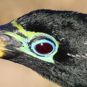 Peut inclure: Un gros plan de profil de la tête d'un oiseau avec des plumes noires foncées, un œil rouge profond et un anneau bleu vif autour de l'œil. L'oiseau présente des marques jaunes et vertes éclatantes près du bec. Le texte John K Killian est visible.