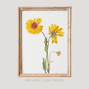 Perennial Gaillardia | Vintage Floral Wall Art Large Poster, Mary Vaux Walcott Print, Antique Botanical Yellow Flower Art Print, Wildflower