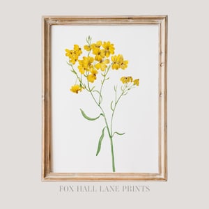 Psilostrophe Sparsiflora | Vintage Floral Wall Art Large Poster, Mary Vaux Walcott Print, Antique Botanical Yellow Wildflower Art Print