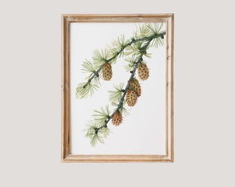 Ramo di pino larice occidentale / Pigna vintage, stampa botanica da parete, stampa di Mary Vaux Walcott, stampa artistica antica sulla natura, arte murale natalizia