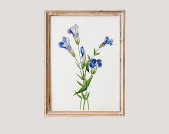 Genciana con flecos / Póster grande de arte floral vintage para pared, lámina de Mary Vaux Walcott, lámina botánica antigua de flores azules, arte de flores silvestres de primavera