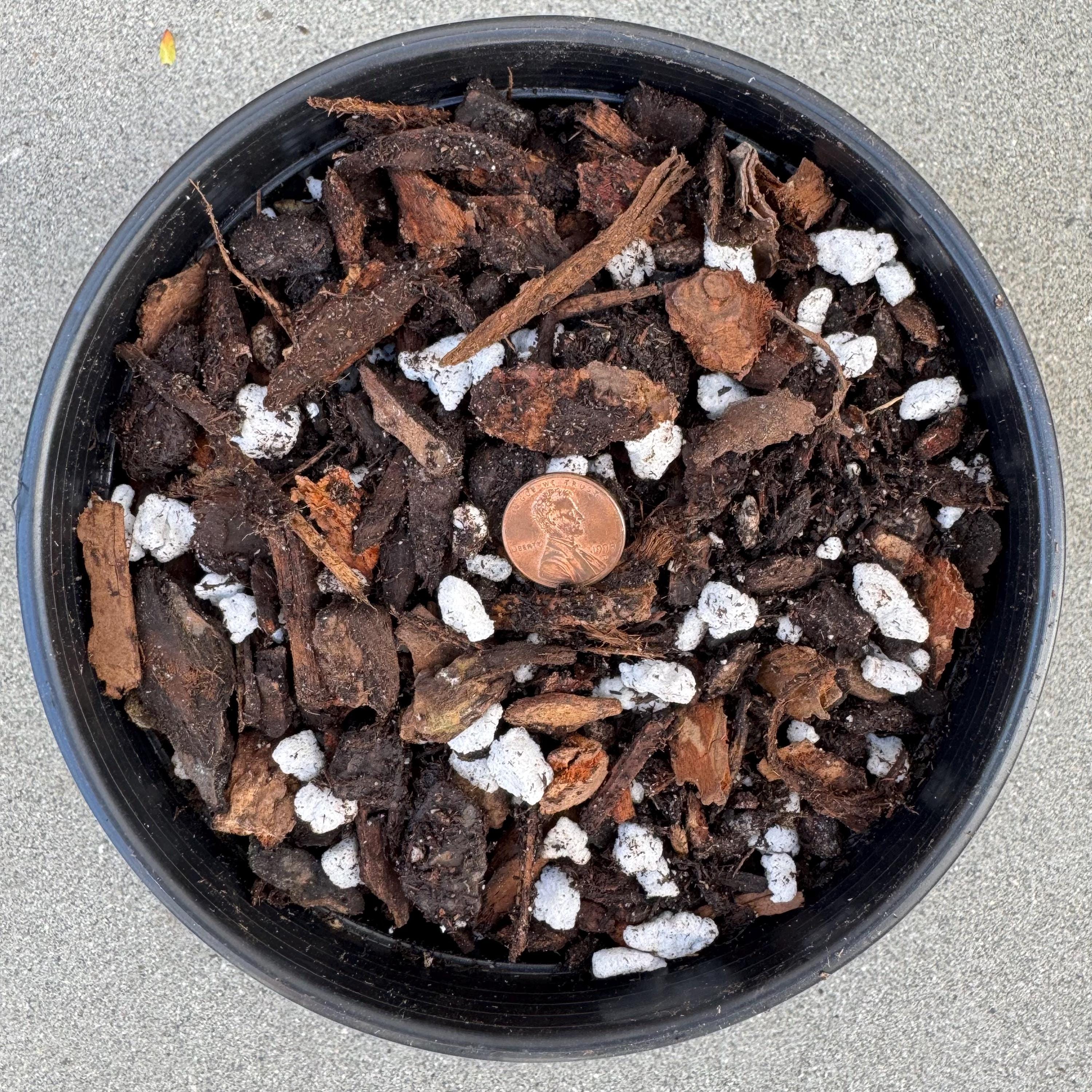 5-1-1 Citrus Soil Mix | Small Bark Nuggets, Coarse Perlite