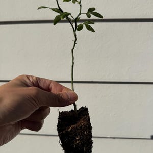 May include: A young citrus plant with a thin, upright green stem and small, dark green leaves. The plant features visible thorns along the stem and is shown with its roots encased in a block of dark, moist potting soil, ready for transplanting.