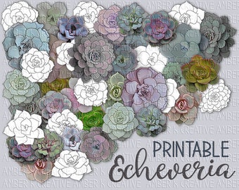 Echeveria Succulents Printable Images Digital Stamps  Art Journal Junk Journal Clip-Art