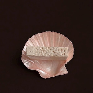 Seashell Tray, Soap Dish, Decorative Shell Tray, Jewelry Holder, Coastal Bathroom Decor, Ring Dish, Vanity Tray, Beach Home Decor