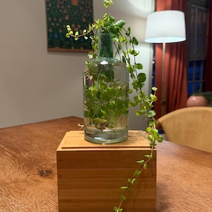 Könnte beinhalten: Eine grüne Pflanze mit herabhängenden Ranken, die in einer durchsichtigen Glasflasche auf einer Holzkiste wächst. Die Pflanze steht auf einem Holztisch.