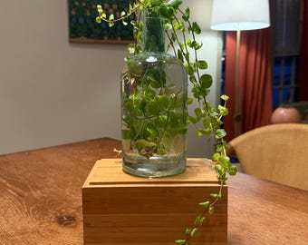 Eco-Friendly Recycled Glass Hydroponic Propagation Vase – Customizable Styles