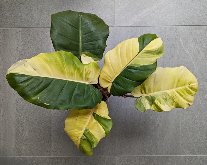 Philodendron Jungle Fever Variegated Rooted Bottom Cut With Two Nodes