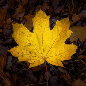 Maple Leaf fall036_2024o herbstlaub gelb Herbstlaub Lake Falls M22 Blatt peeper Fotografie Leinwand Metall Acryl Urlaub Kurzurlaub