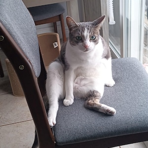 Gran cucaracha espacial malvada / pistacho