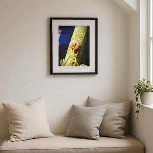 Snail Macro Photography Print: Garden Nature Wall Art