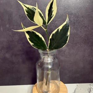 Hoya polyneura 斑入り？ Hoya polyneura 斑入り？ Hoya Polyneura Albomarginata Outer