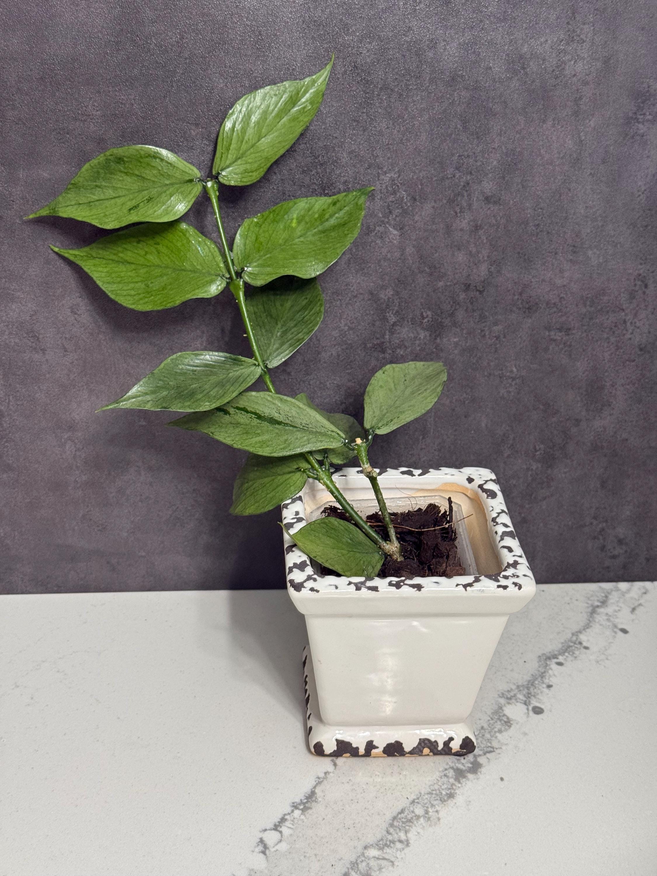 Hoya polyneura plant - Etsy 日本