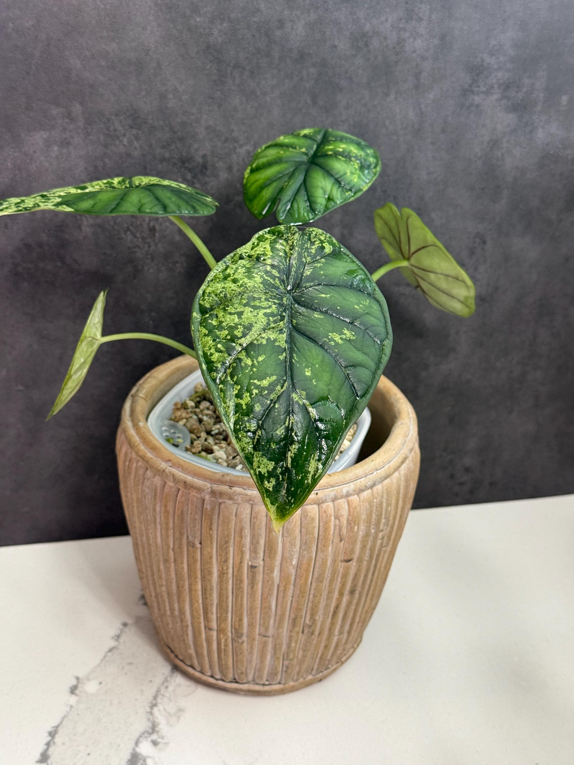 その他観葉植物 Alocasia Dragon scale var NO2 Alocasia Dragon scale var NO2