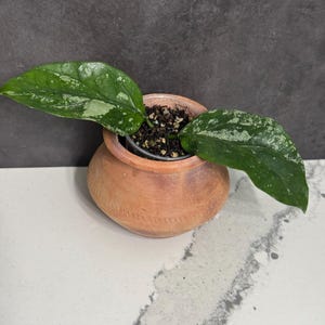 Hoya Coriacea Splash