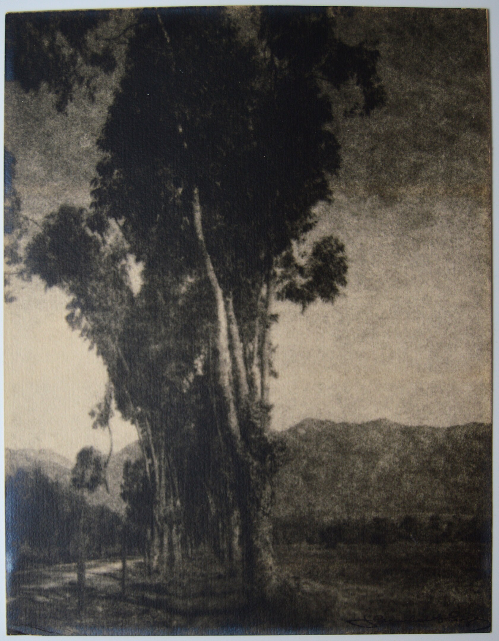 Signed LEOPOLD HUGO California Pictorialist Eucalyptus