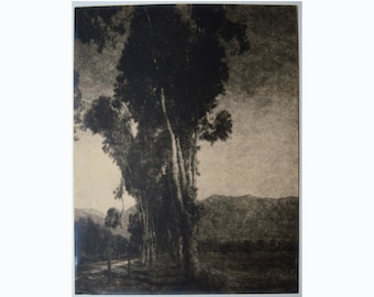 signed LEOPOLD HUGO California Pictorialist eucalyptus pictorialist photograph