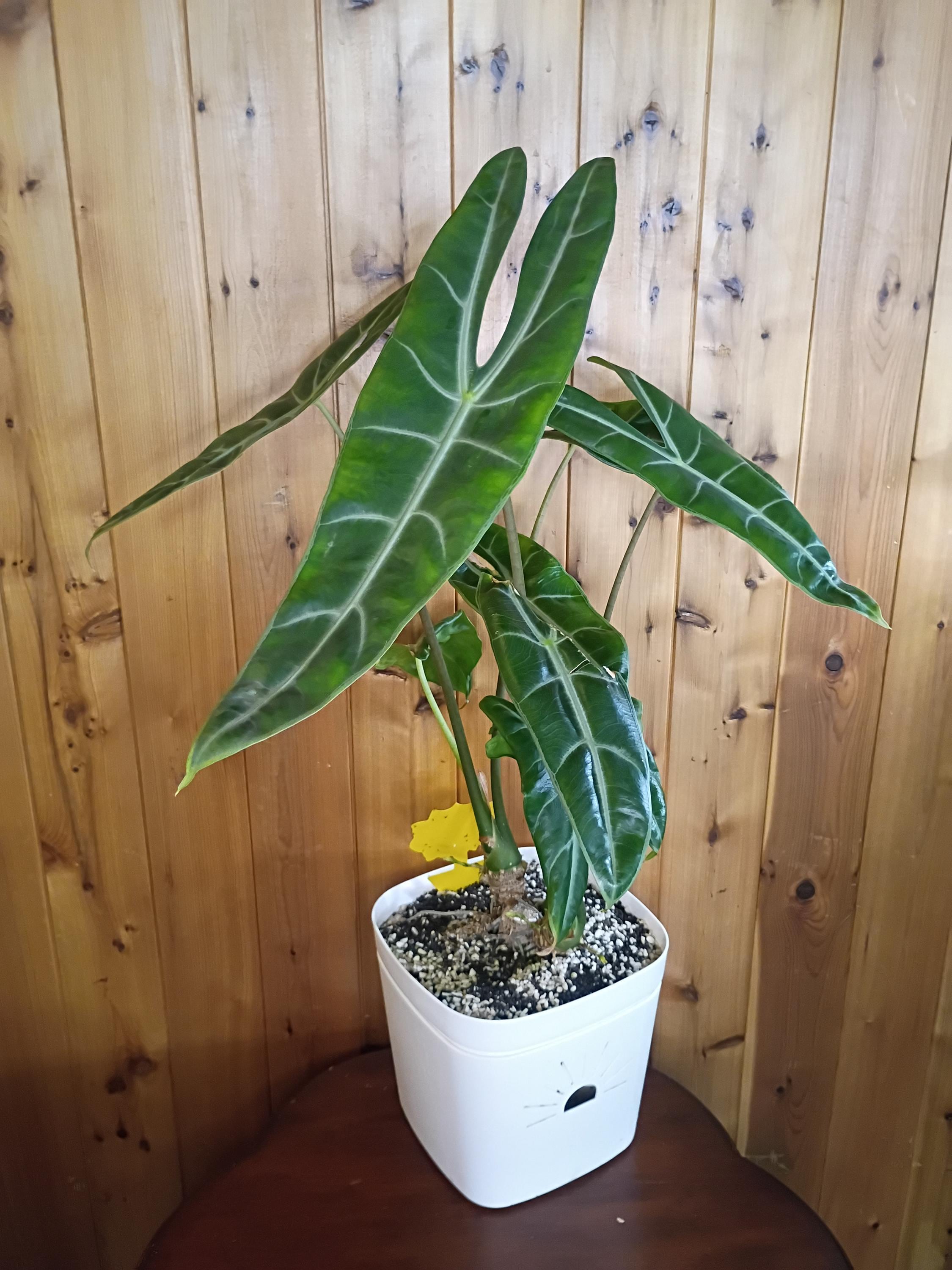 Alocasia longiloba - Etsy 日本