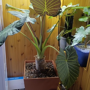 H*）様 美株 アロカシア リーガルシールド アルボ Alocasia regal shields - Etsy 日本