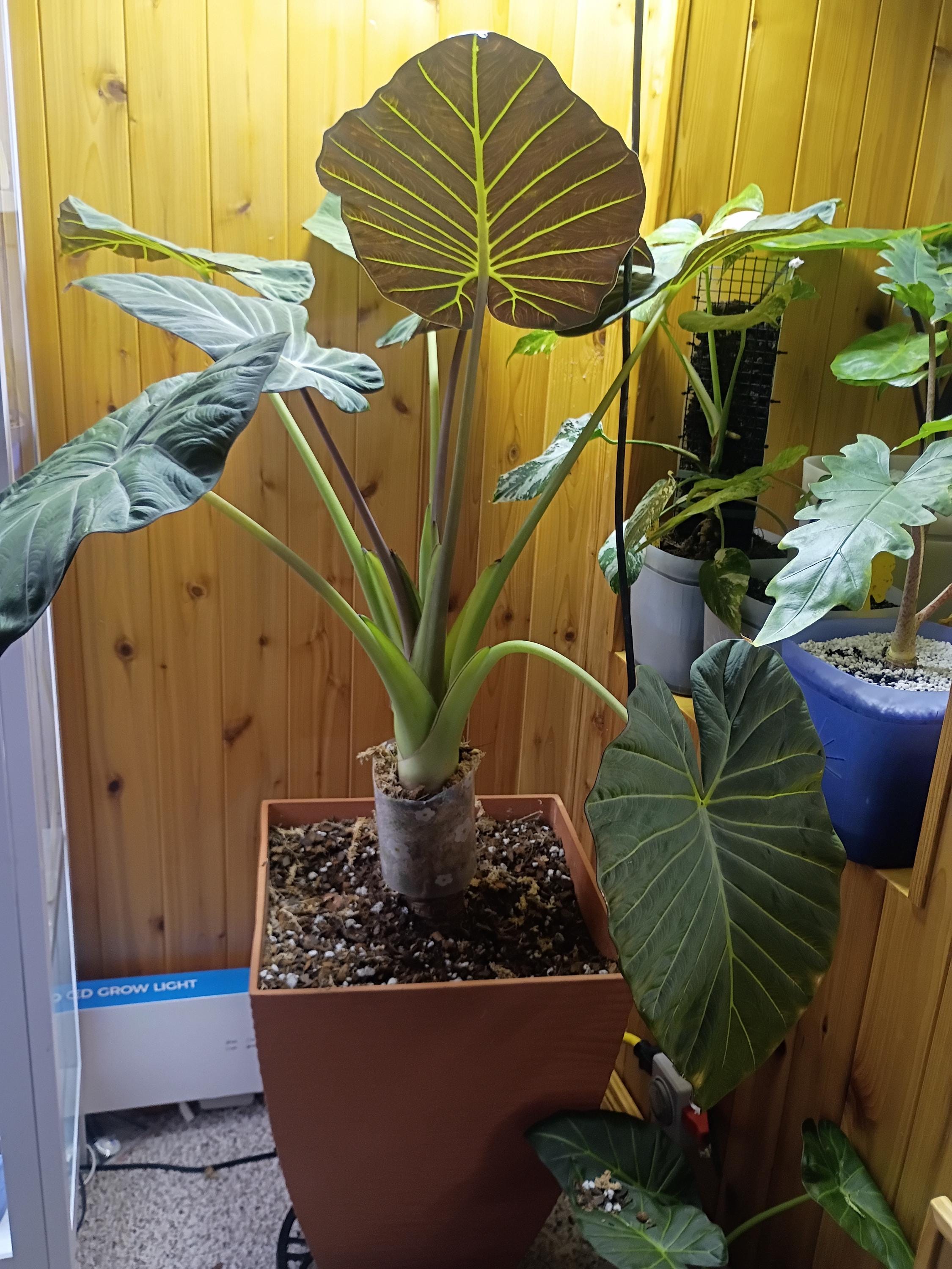 Alocasia Regal Shield Corms - Etsy