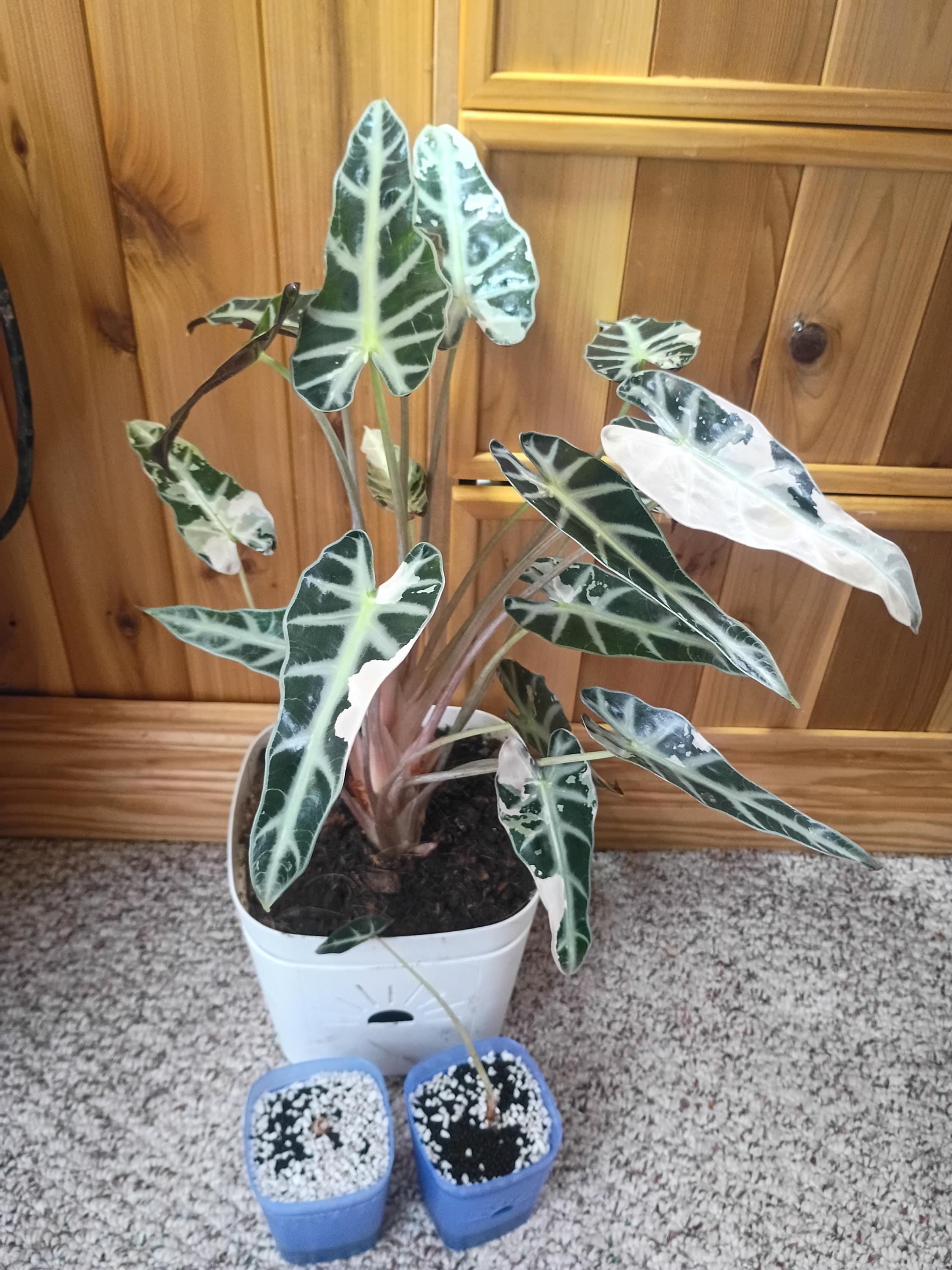 Alocasia bambino pink variegated - Etsy 日本