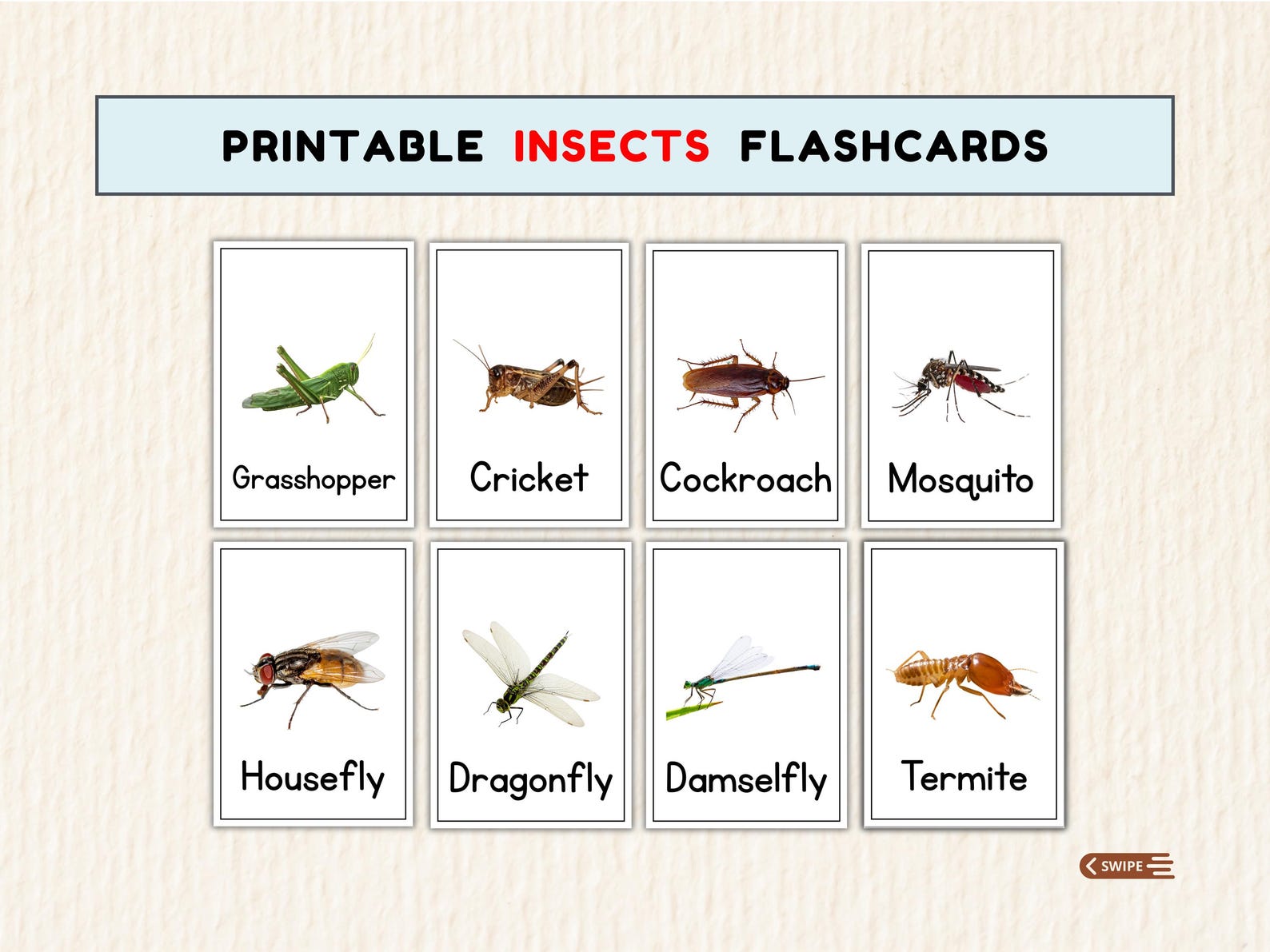 48 Printable Insect Flashcards for Preschool | Realistic Bug Cards PDF ...