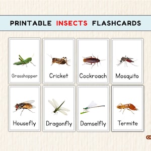 Termite Flash Card.pdf 48 Realistic Insect Flashcards, Preschool Learning, Printable Nature ...