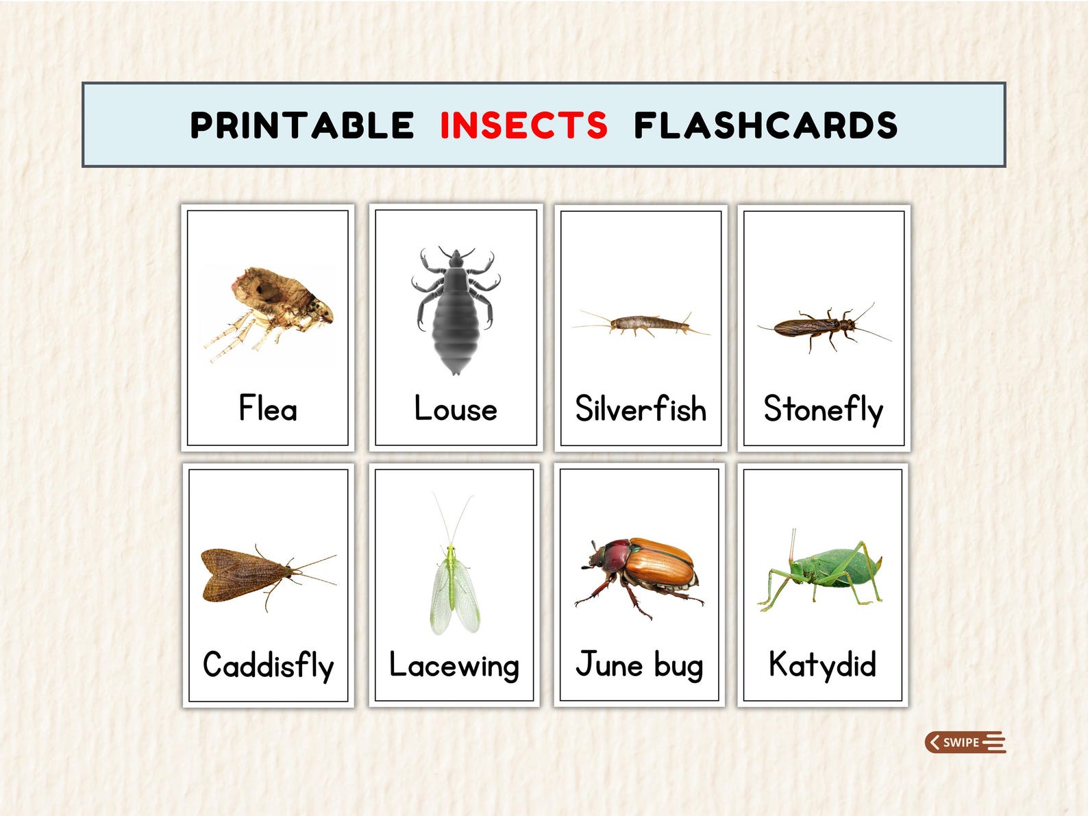 48 Printable Insect Flashcards for Preschool | Realistic Bug Cards PDF ...