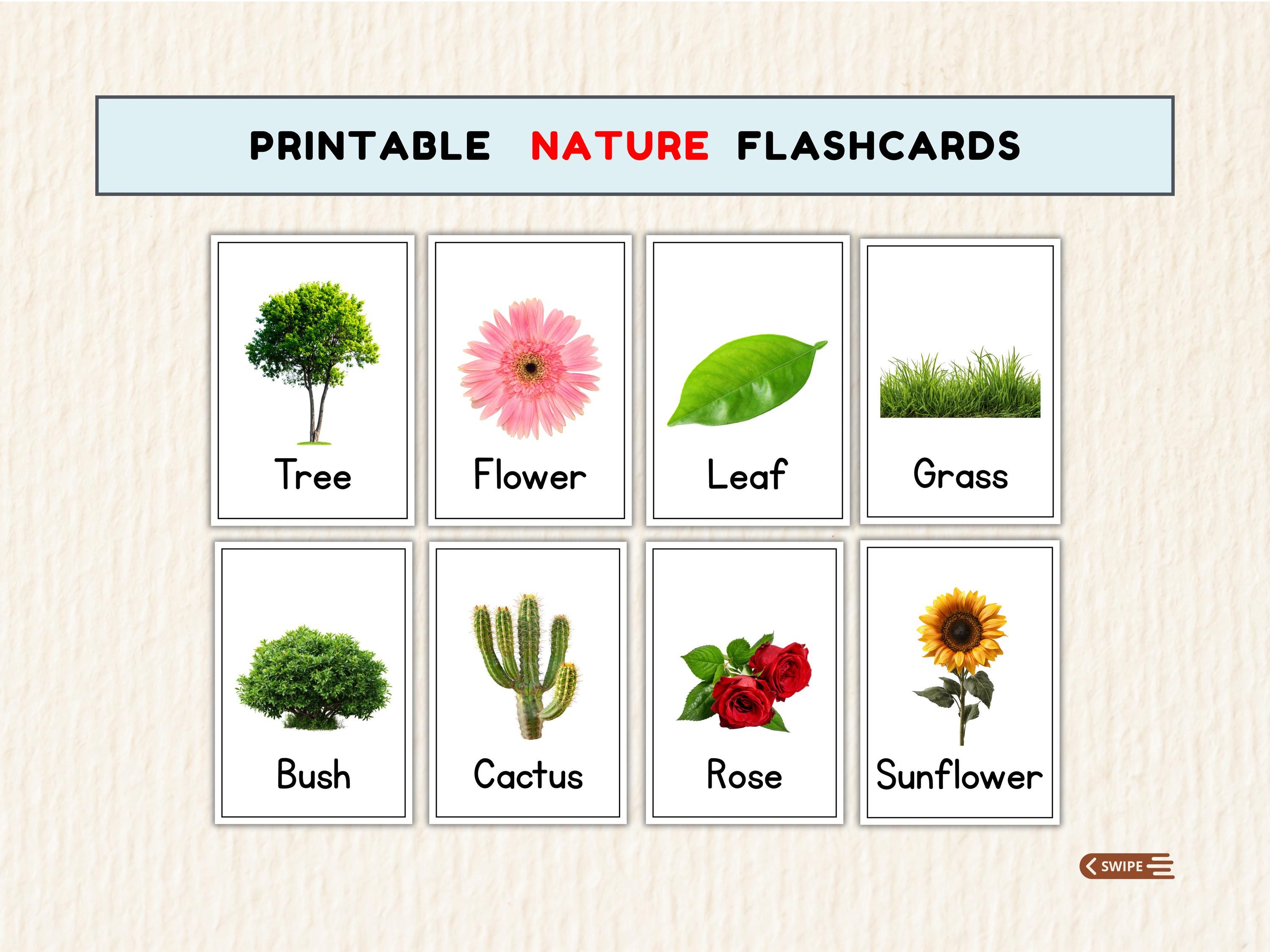 48 Nature Flashcards for Kids Printable Real Life Learning Cards Set ...