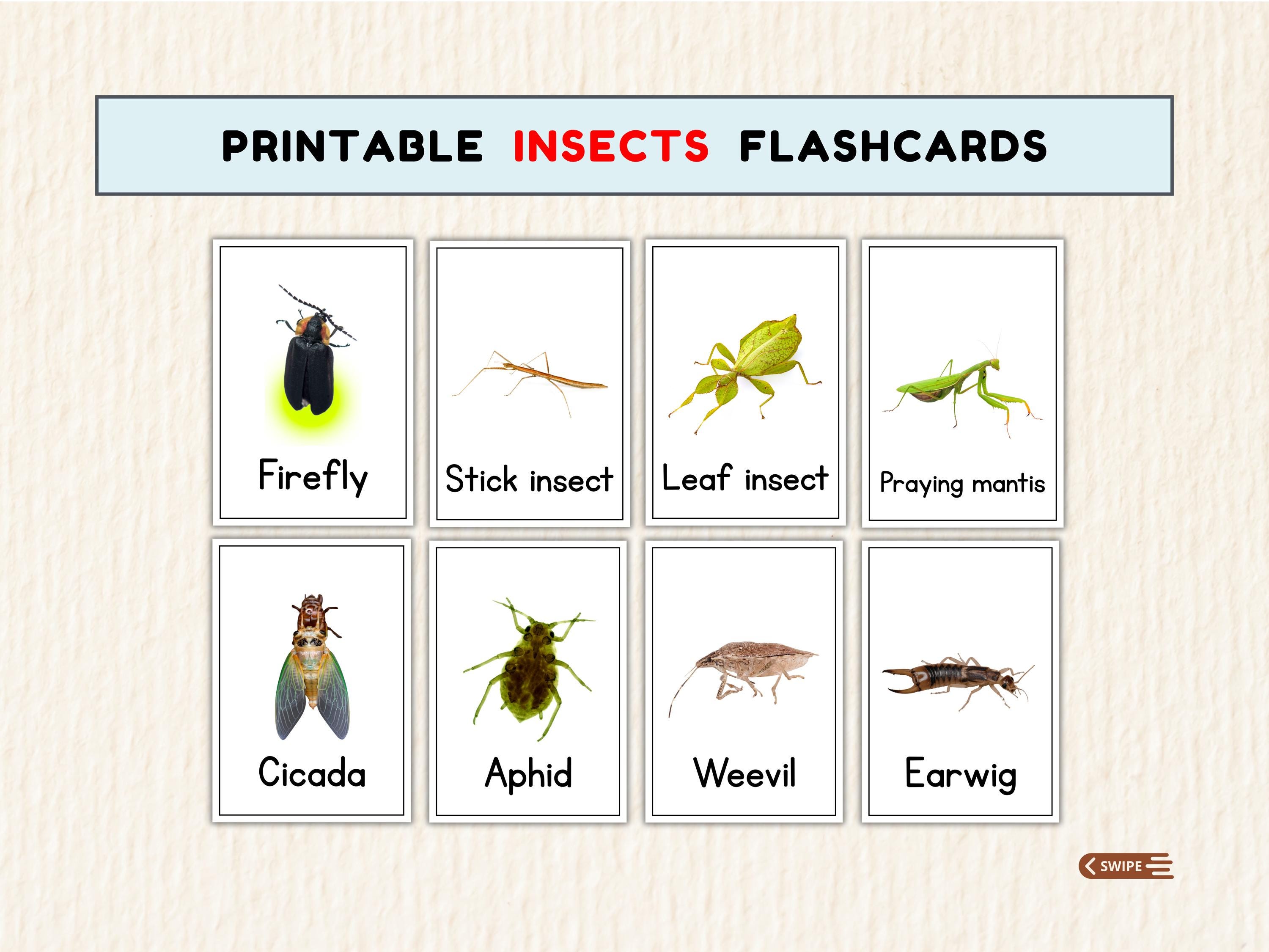 48 Printable Insect Flashcards for Preschool | Realistic Bug Cards PDF ...