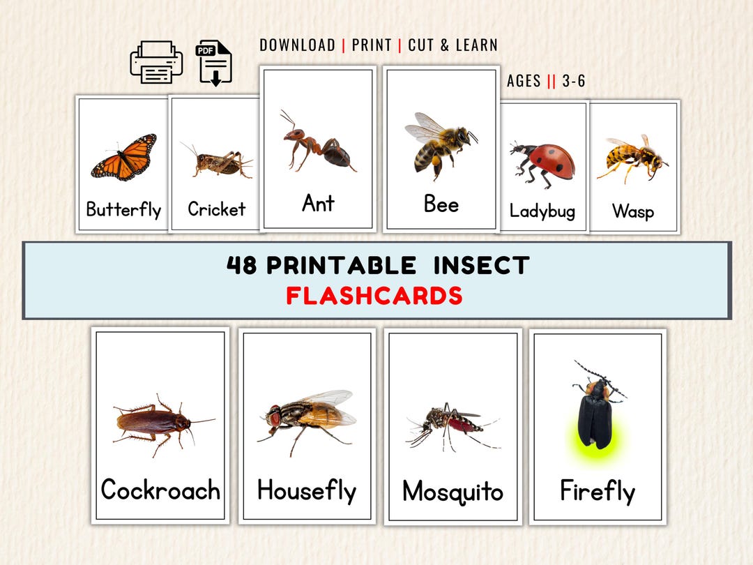 48 Printable Insect Flashcards for Preschool | Realistic Bug Cards PDF ...