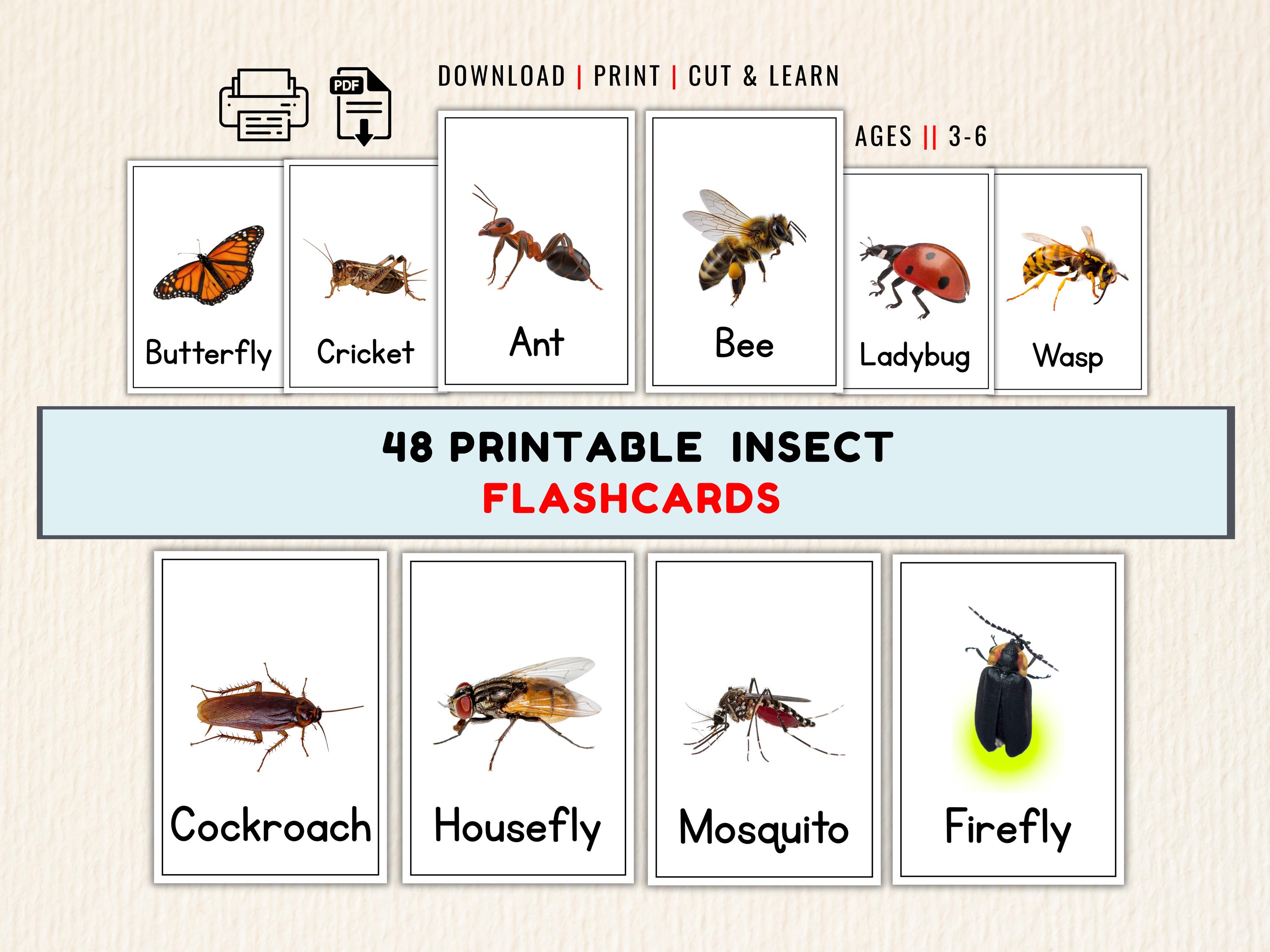 Insect Number Flashcards 48 Printable Insect Flashcards for Preschool | Realistic Bug Cards PDF ...
