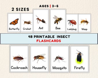 48 Realistic Insect Flashcards, Preschool Learning, Printable Nature Study (PDF Download)