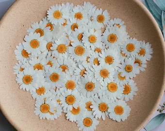 60 fiori di margherita bianca essiccati / Veri crisantemi pressati, forniture per artigianato floreale per resina, gioielli e scrapbooking