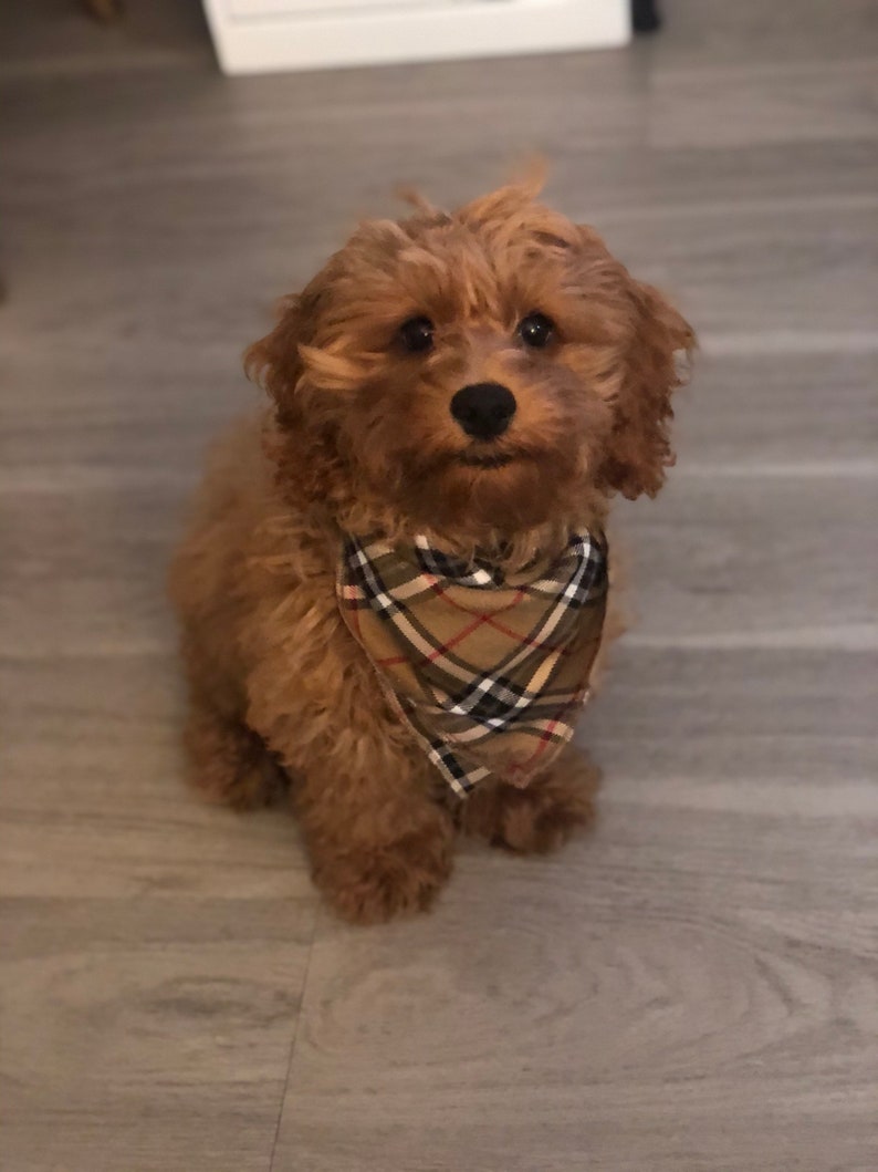 Tan Plaid Bandana, Dog Bandana, Pet Bandana, Tie Dog Bandana, Brown Dog Bandana image 2