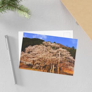 Carte postale Usuzumi Zakura - Sakura japonais traditionnel | Saison des cerisiers en fleurs | Souvenirs de voyage et art naturel