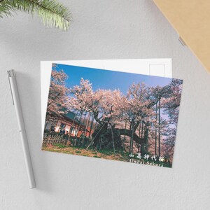 postale de Jindai Sakura | Cerisier ancien en fleurs | Art du paysage japonais | Décoration printanière et cadeau Sakura