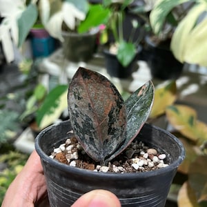Variegated Black Zz Plant - Etsy