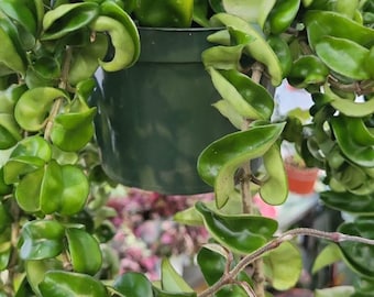 Planta gigante en maceta de 6 pulgadas - Hoya Compacta, también conocida como Hoya Hindu Rope en maceta colgante Planta Hoya viva Planta purificadora de aire Compacta - Obtenga similares