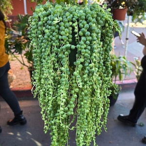 6 inch pot- String of Pearls #001 - Succulent hanging plant - Get Similar To Picture image 1