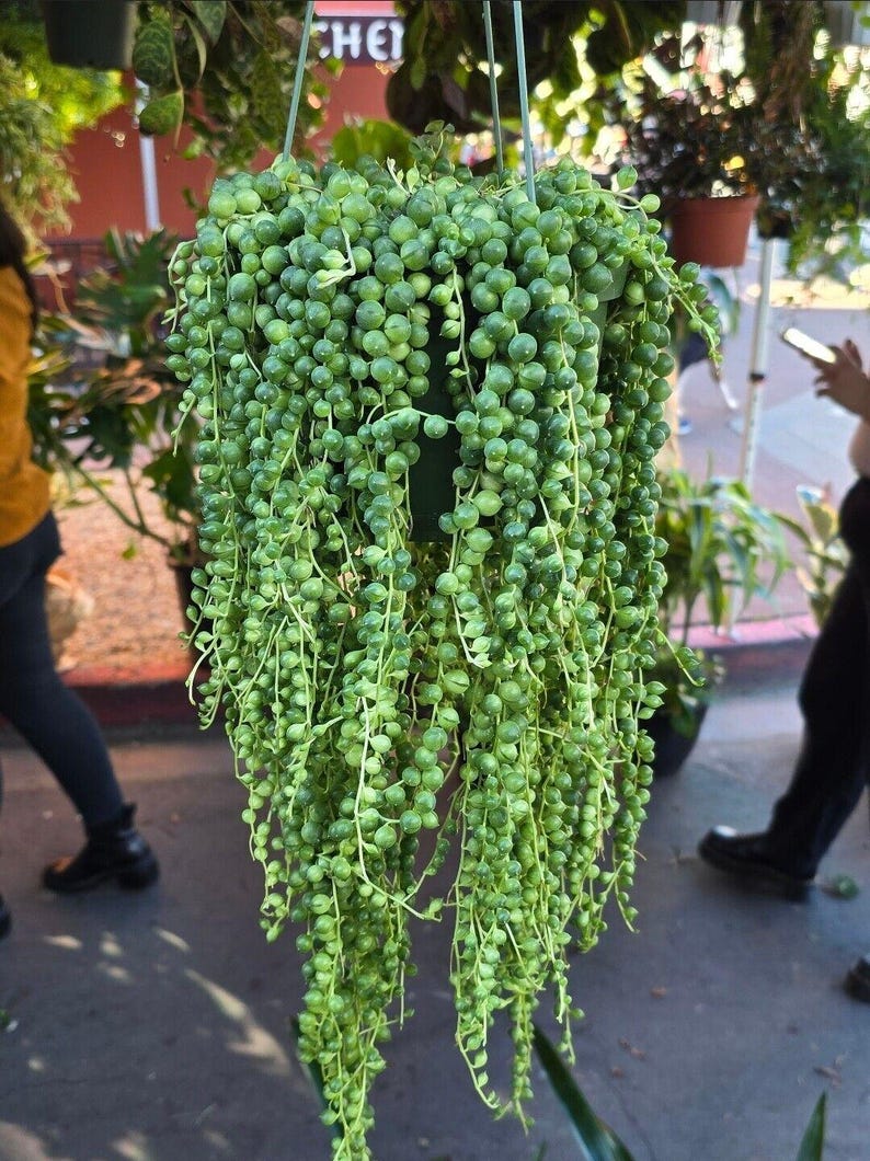 6 inch pot- String of Pearls #001 - Succulent hanging plant - Get Similar To Picture image 1