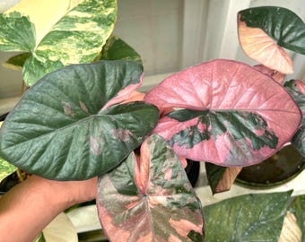 Root in moss 3+ leaves - Alocasia 'Serendipity' Variegated Rare Plant- Get Similar
