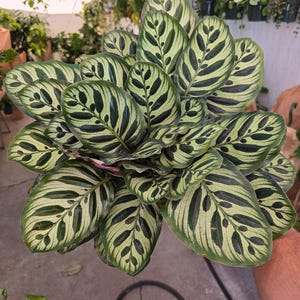 Maceta de 6 pulgadas - Calathea Makoyana 'Peacock Prayer Plant' muy llena - Planta de interior - ¡Obtén una similar a la imagen! imagen 1