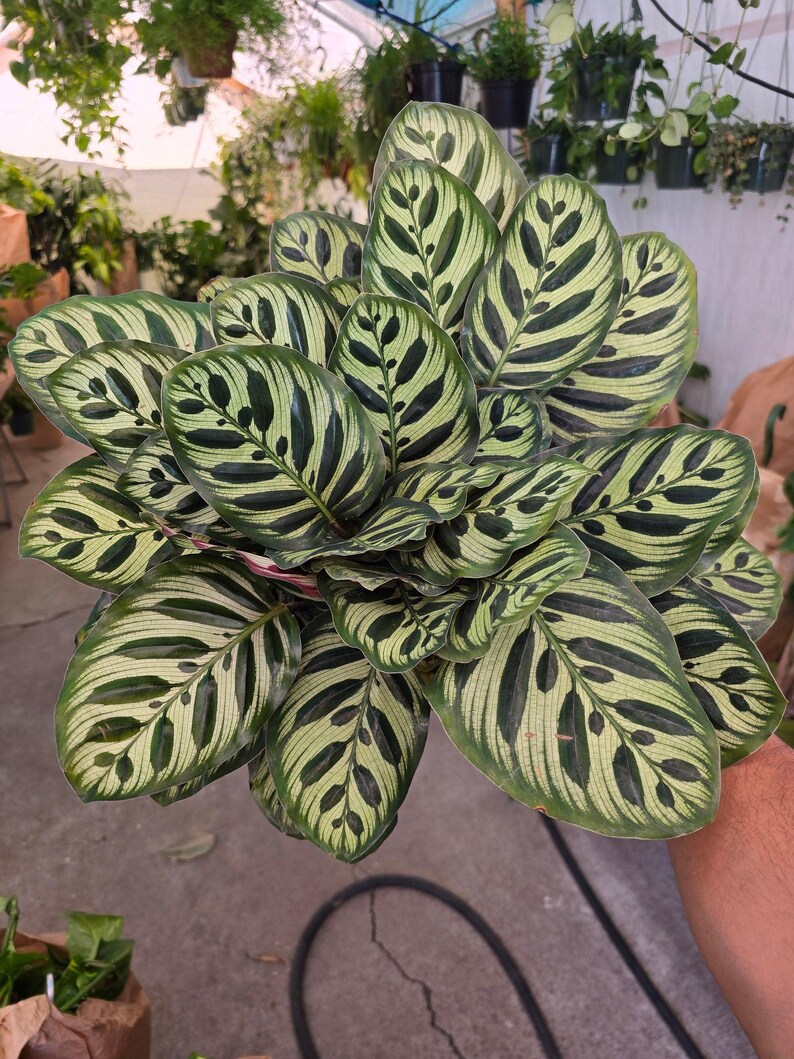 Maceta de 6 pulgadas - Calathea Makoyana 'Peacock Prayer Plant' muy llena - Planta de interior - ¡Obtén una similar a la imagen! imagen 1
